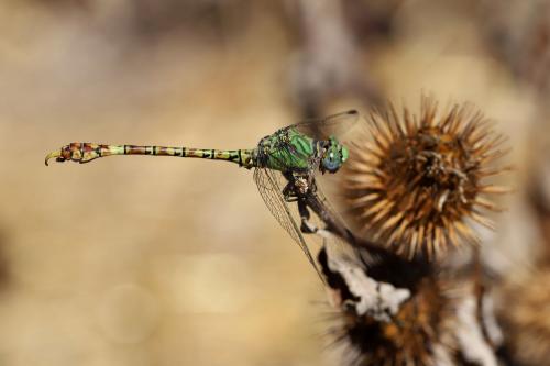 Réf. 238 054 : Paragomphus genei